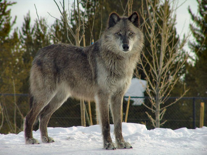 Just nende tegelaste tõrjumisega tavatsesid vanad eestlased aprillikuus aktiivselt tegelda. Foto: flickri kasutaja Dennis Matheson (CC BY-SA 2.0)