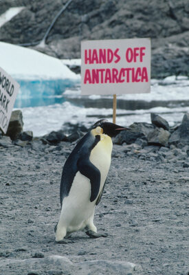 Pingviin jalutamas mööda Greenpeace’i protestiaktsioonist Antarktikas, mille eesmärk oli peatada lennukite maandumisraja ehitus risti läbi pingviinikoloonia Prantsuse Dumont d’Urville’i baasis. Foto: Greenpeace / Steve Morgan