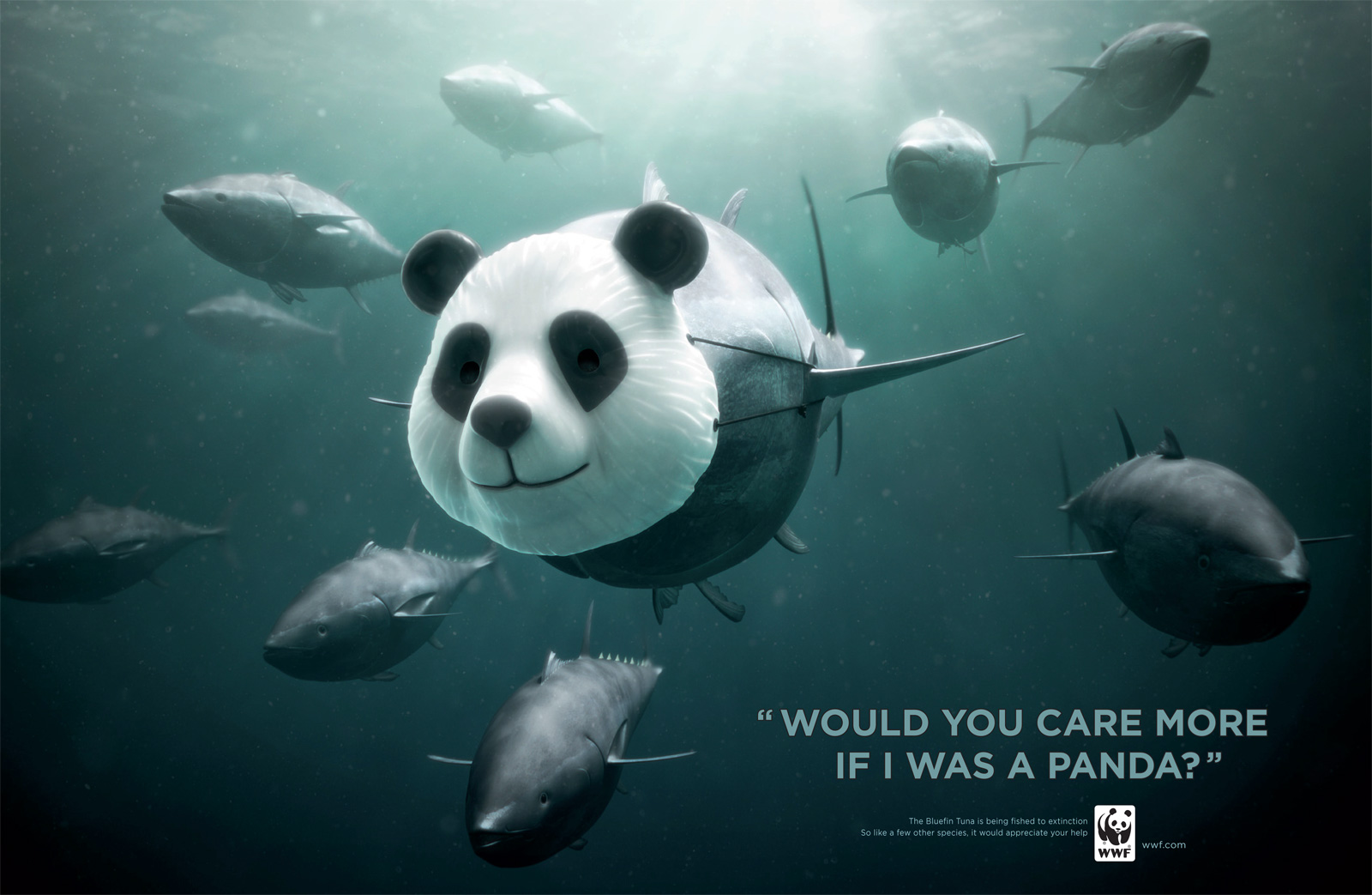 Maailma Looduse Fondi kampaania „Kas Sa hooliksid rohkem kui ma oleksin panda?" tuunikala kaitseks. Teostus: Ogilvy (Prantsusmaa)