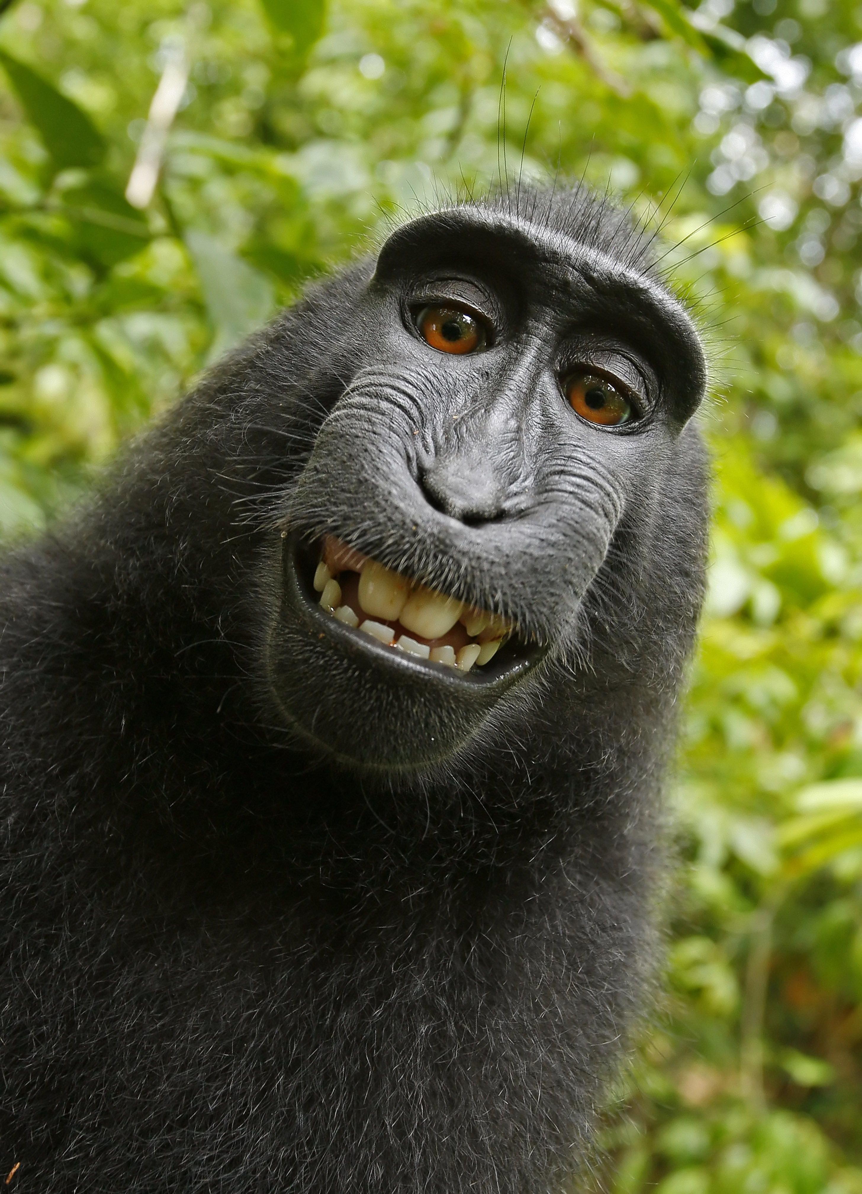 2011. aastal Indoneesias Sulawesi saarel varastas emane must makaak briti fotograafi David Slateri kaamera ja pildistas sellega ennast. Ahvi selfid läksid sotsiaalmeedias fotograafi nõusolekuta rändama, minnes talle väidetavalt maksma kümneid tuhandeid naelu. Kohus leidis, et kuna pildistamisnupule vajutas makaak, kuulub ka piltide autoriõigus talle. Ahvi seisukoht antud küsimuses ei ole teada. 