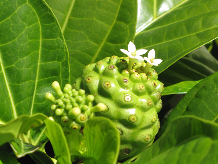 Morinda citrifolia ehk india nonipuu, mida samuti näitusel näha saab. Foto: Forest and Kim Starr (CC BY 2.0)