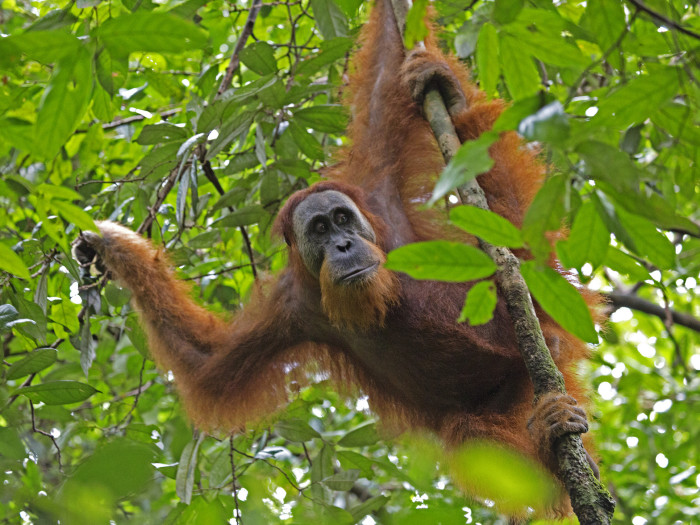 Sumatra orangutanide kodud on Indoneesias toimuva metsaraie tõttu hävinemas. Foto: Lip Kee (CC BY-SA 2.0)