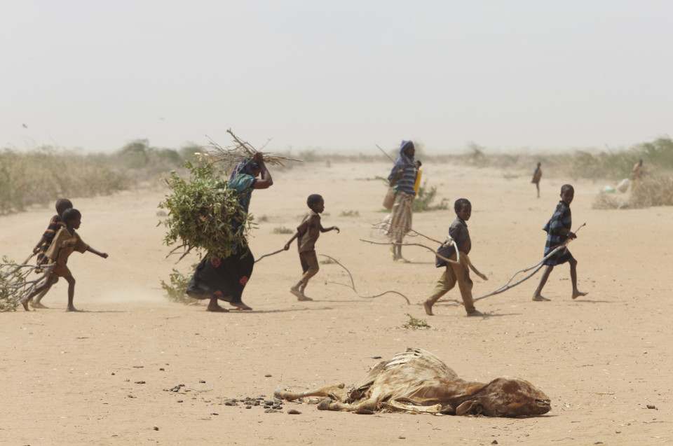 Ülerahvastatud Dadaabi põgenikelaagri ümbruses Keenias otsib põgenikepere oksi ja risu kütteks ja peavarju ehitamiseks. Foto: Andy Hall / Wikimedia Commonsi kasutaja Oxfam East Africa (CC BY 2.0)