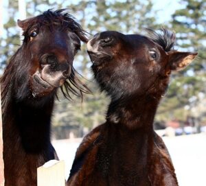 Sari GreenFieldile lõpetab oma esimese hooaja