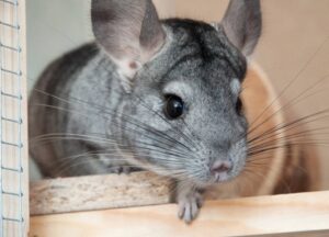 16 organisatsiooni kirjutasid ühiselt alla manifestile karusloomafarmide ja loomatsirkuste keelustamise poolt