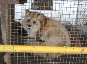 Toimub esimene loomaõigusluse teemaline konverents