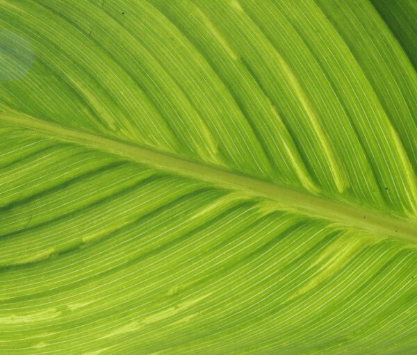 Plaadiarvustus: Tont ja Z – Kuumalaine (2014)