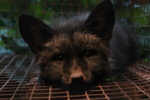 T&auml;na toimub Riigikogu ees meeleavaldus karusloomafarmide keelustamise poolt