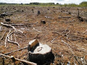 Kehtiv metsanduspoliitika on ohuks Eesti metsade liigirikkusele