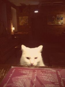 Uus hooaeg: kilulinlastele jäävad lemmikpeosarjad, Emajõe Ateenas võidutsevad viktoriinid