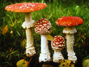 Alkokultuur ja narkokultuur