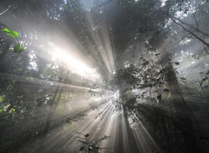 Kirikusse, metsa või kaubanduskeskusesse