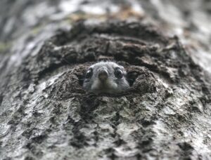 Anna hoogu: Lendorava kaitseks loodud laulu muusikavideo