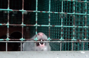 Genialistide klubis linastub homme dokumentaalfilm „Karusnahk”