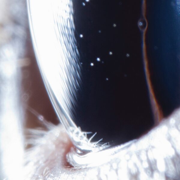 Roly Porter – Third Law (Tri Angle, 2016)