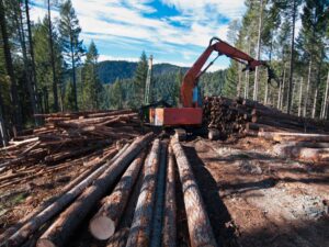 Euroopa Liit peaks piirama metsa põletamist energia tootmiseks