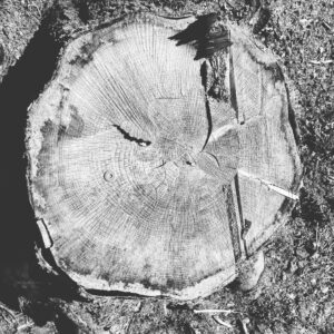 Eesti metsanduspoliitika vajab ümbermõtestamist