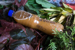 Ayahuasca – imerohi või narkoäri?