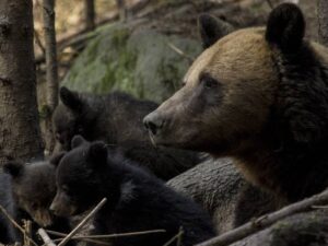 Looduskaitse ja jätkusuutliku majanduse lühifilmikonkurss