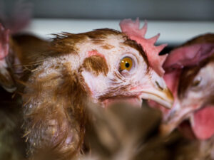 Loomaõiguslased avalikustasid kaadrid Eestis müüdavate kanamunade julmast tootmisprotsessist