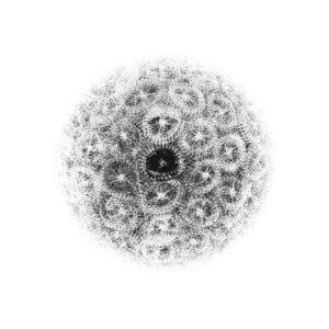 Ali Asker – Papaver Somniferum (Liitheli, 2016)