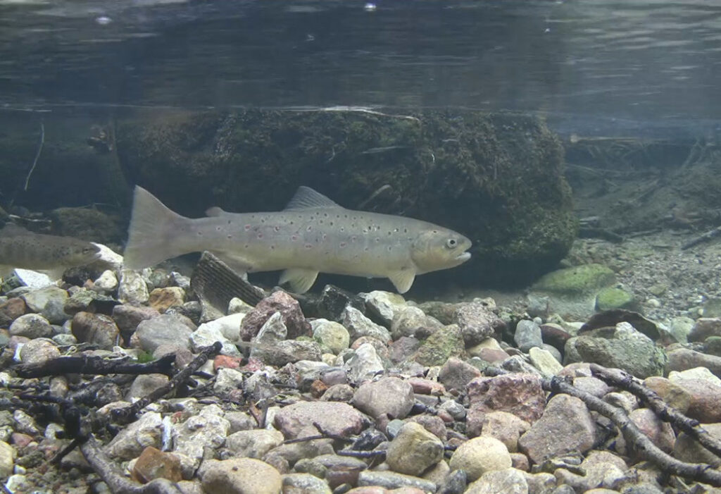 Aeglusest. Isiklikult