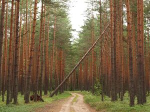 Vahearuanne korruptiivsest metsapoliitikast