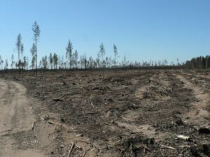 Kantsler eitab korruptsiooni metsanduspoliitikas