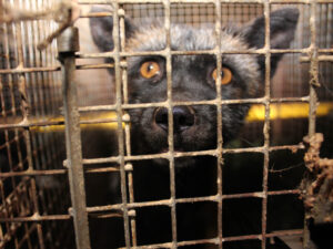 Puur ei ole elukeskkond