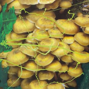 Teresa Winter – Untitled Death  (The Death of Rave, 2017)