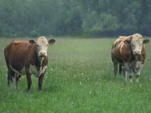 Loomade heaolu ja õigused tõejärgses ühiskonnas