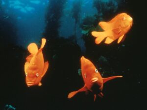 Antianekdoodid. Lugeda rangelt omal vastutusel