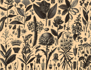 Seemneraamatukogu Tartus