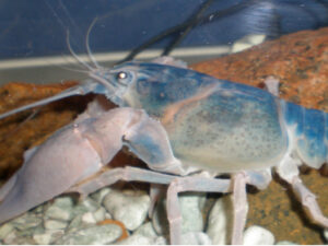 Järvemuuseumis saab kalu vaadata