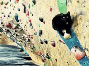 Ronimisministeeriumis toimub kväärpidu