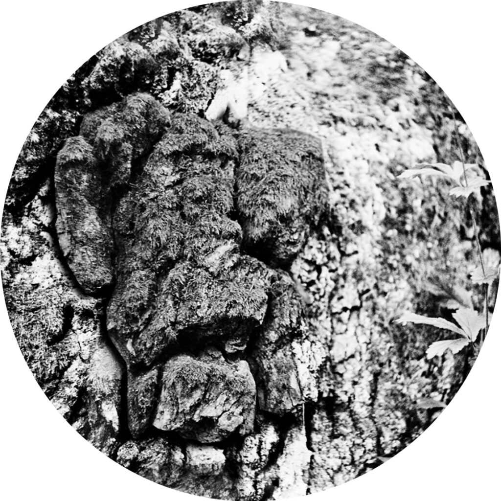 Mava & Nebukat – Polymer (LIITHELI, 2018)