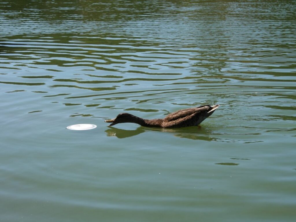 Life in plastic, it’s fantastic