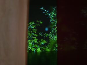 Arvustus: Inimesed on taimede uni