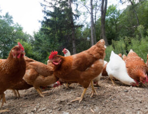 2018. aasta loomakaitses: olulised töövõidud munatööstuses ja tsirkuseloomade keelustamisel