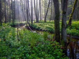 2018. aasta keskkonnas: kodanikuaktiivsus rõõmustab, kliimamuutus ja elurikkuse kadu teevad murelikuks