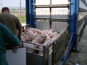 Rohelised kutsuvad üles põllumajandusloomade transporditingimusi parandama