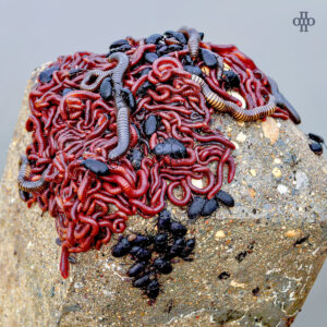 N1L &ndash; ПОТОП (2019)