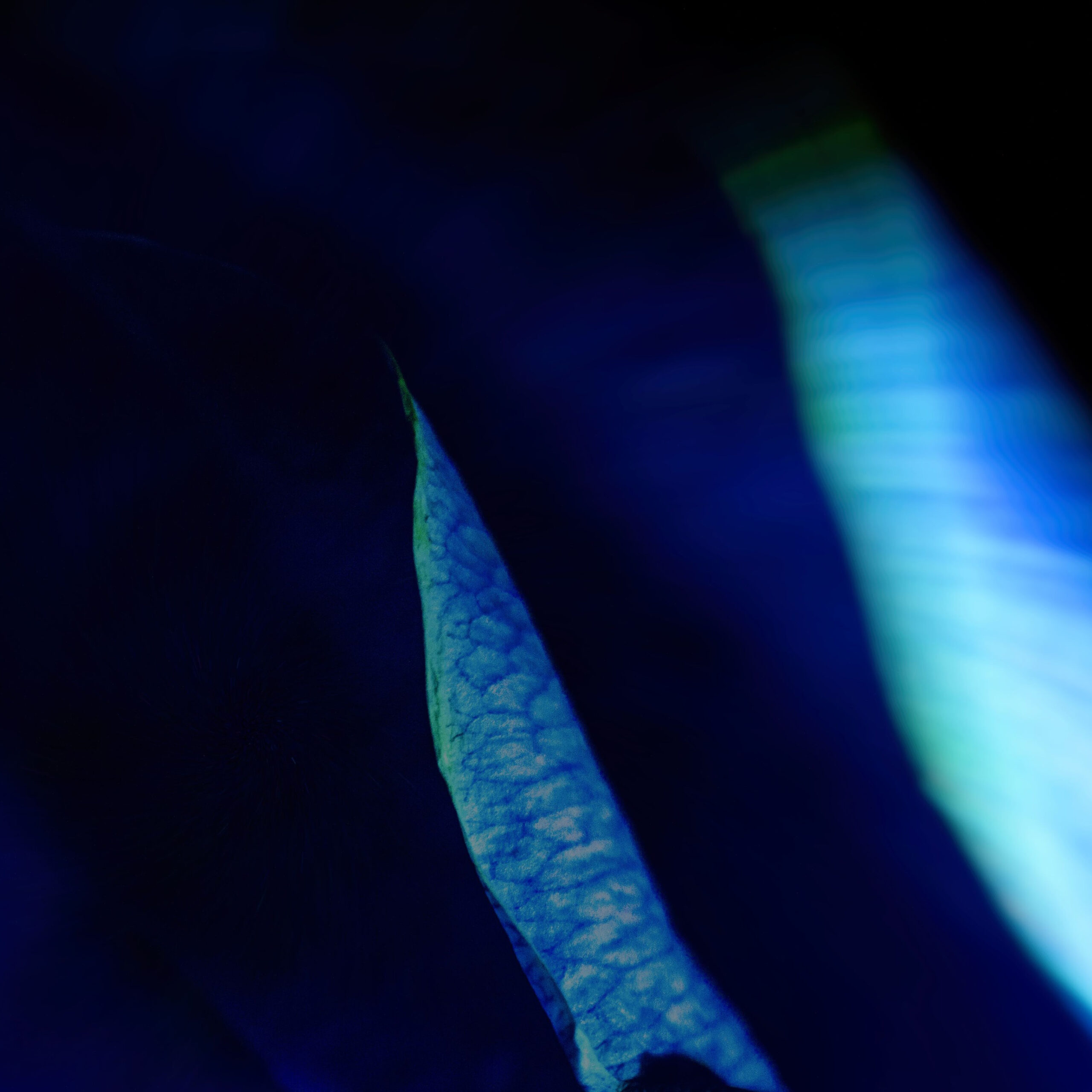 Labrighli – Blue (MÜRK, 2019)