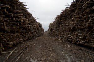 Puude p&otilde;letamine elektrijaamades on hullumeelsus!
