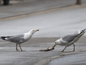 Lindude suhe tehismaterjalide ja tehismaastikega