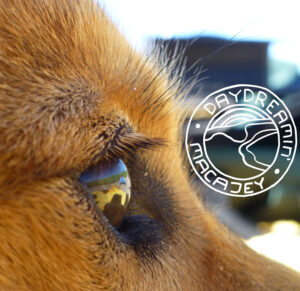 Macajey – Daydreamin’ (2020)