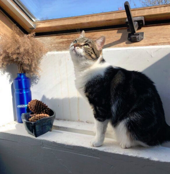 Killerkat &ndash; Out of the Blue (2021)