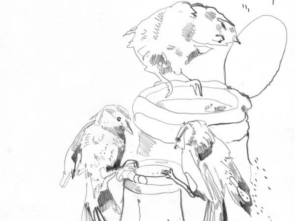 Kas tihane võib olla loovam kui sahtliluuletaja?