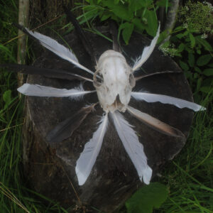 Tont – Biomass (Trash Can Dance, 2022)