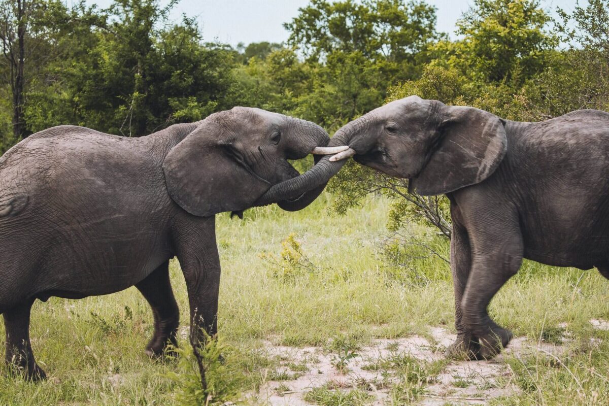 Ettevaatust, kuri elevant